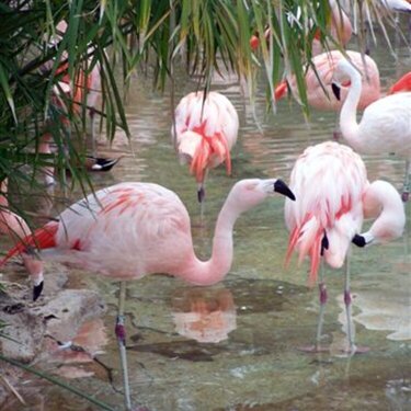 Pink Flamingo Party