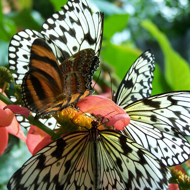 Houston Butterfly Museum