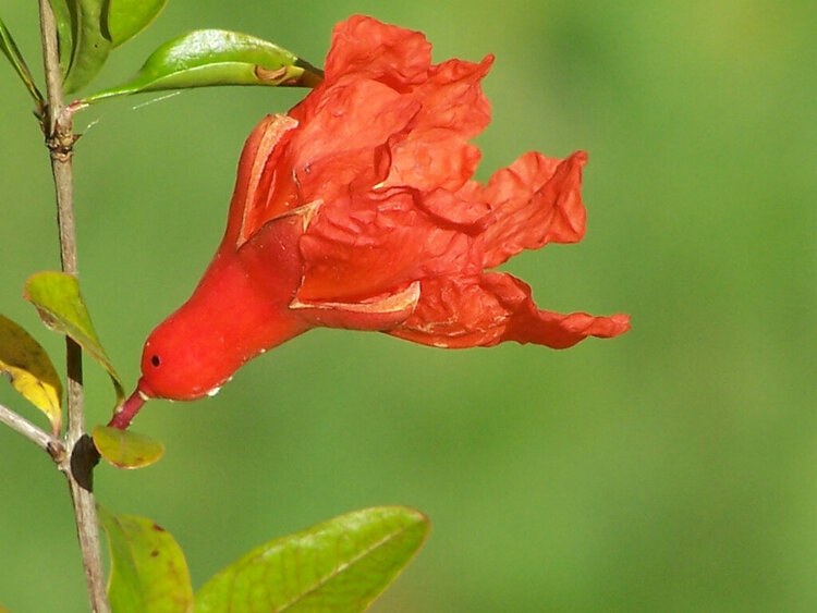 Dwarf Pomegranate