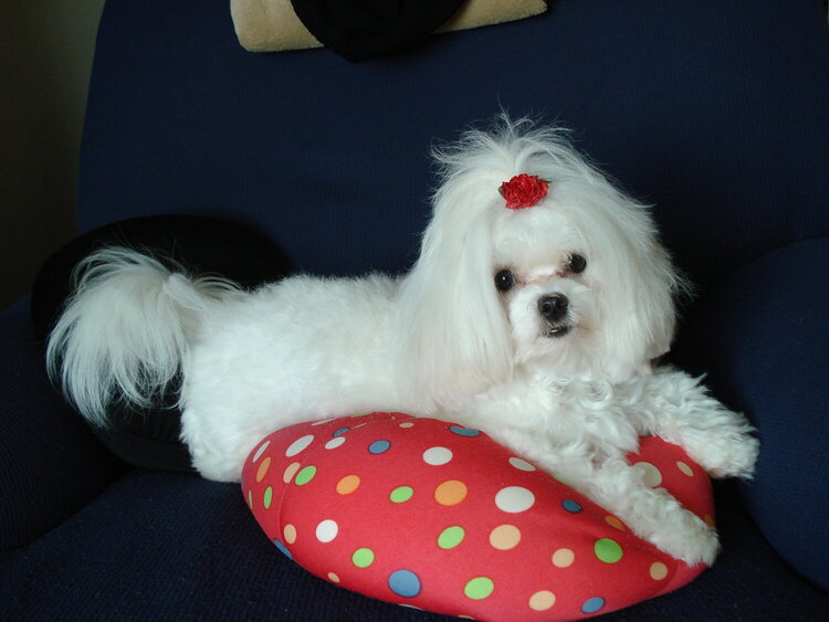 my Maltese