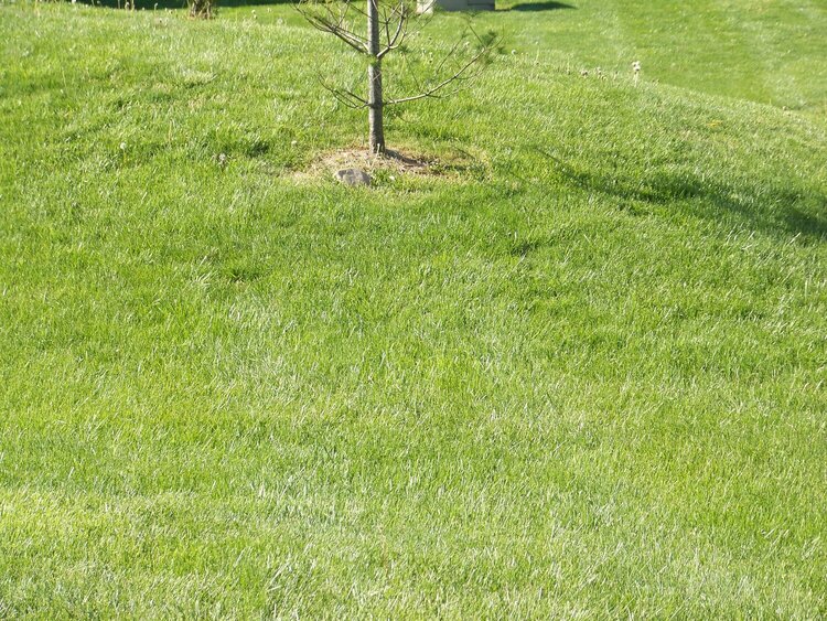 Green grass out my back door