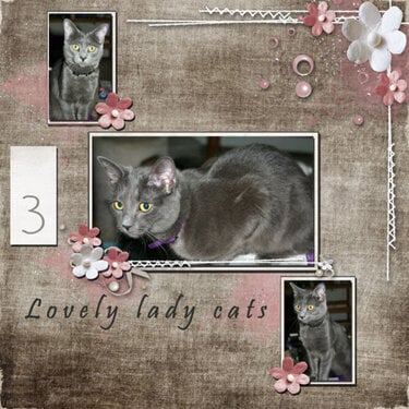 3 Lovely Lady Cats