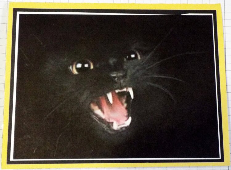Black Cat Spooky