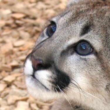 Young Cougar