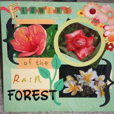 Flowers of the Rainforest