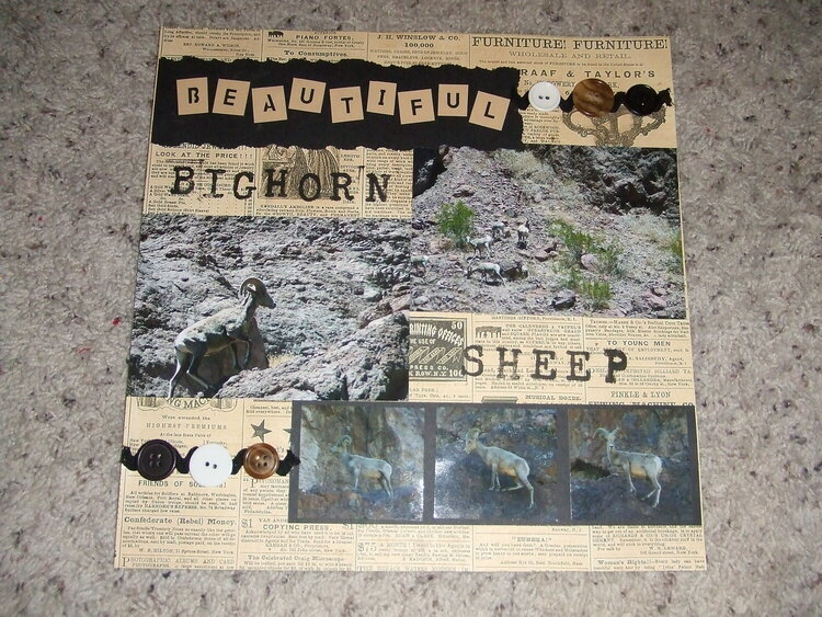 Beautiful Bighorn Sheep