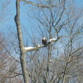 A Beautiful Bird In Flight