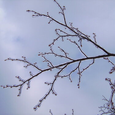 Icy Branch