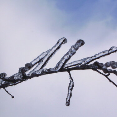 Icy Branch - Close Up