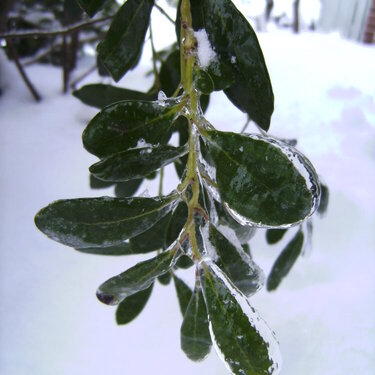 Icy Leaves