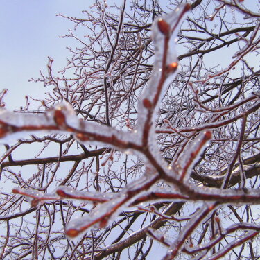 Icy Branch - Out of Focus