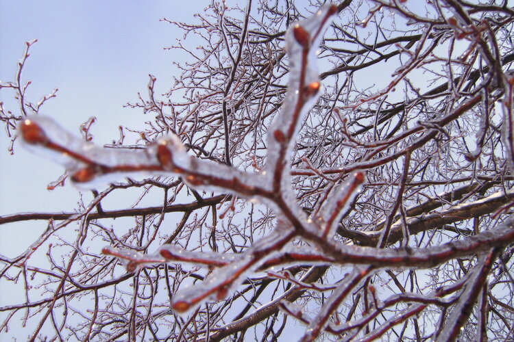 Icy Branch - Out of Focus