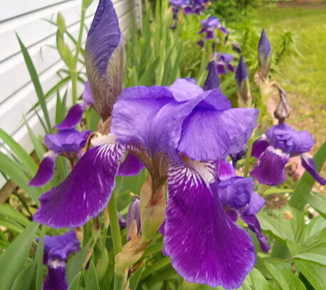 Irises