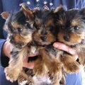 MY Baby Yorkie Roscoe & His Brothers...