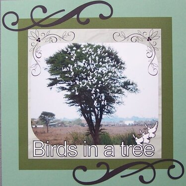 Birds In A Tree