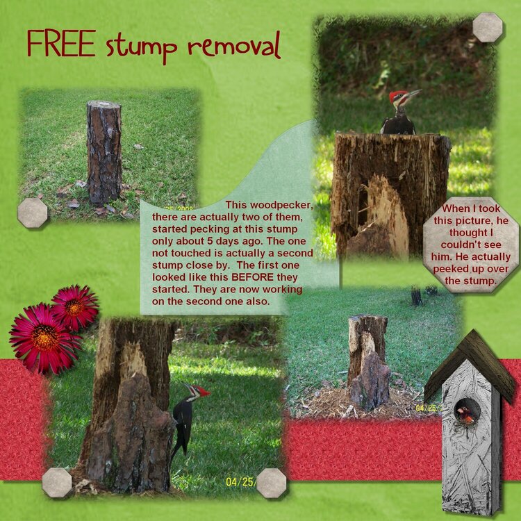 Free Stump Removal