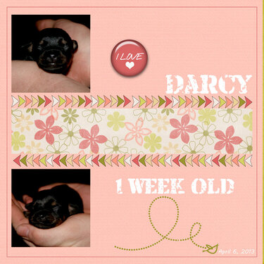 Darcy - 1 Week Old