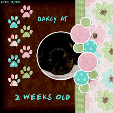 Darcy - 2 Weeks Old