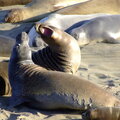 More Grumpy Elephant Seals