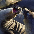 Grumpy Elephant Seals