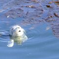 Baby Harbor Seal Lost His Mama