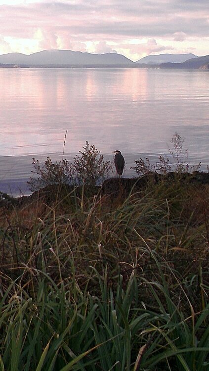 Padilla Bay Heron