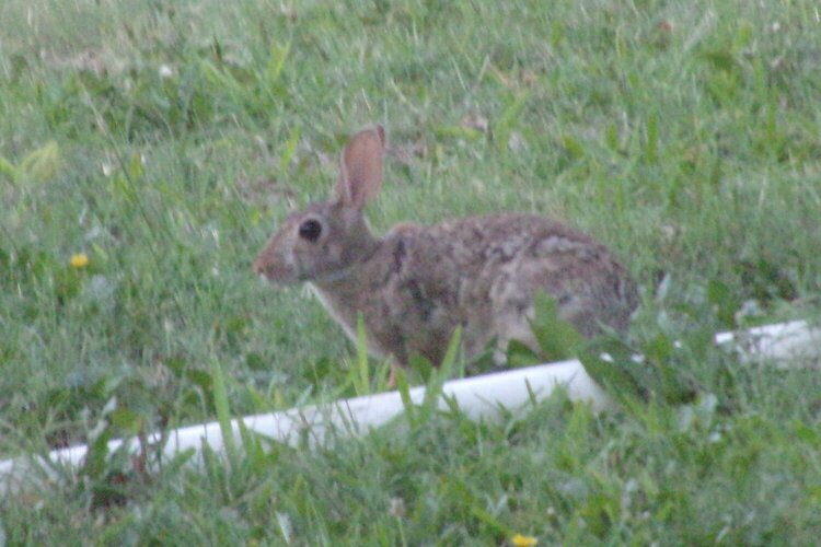 Rabbit Pic #2