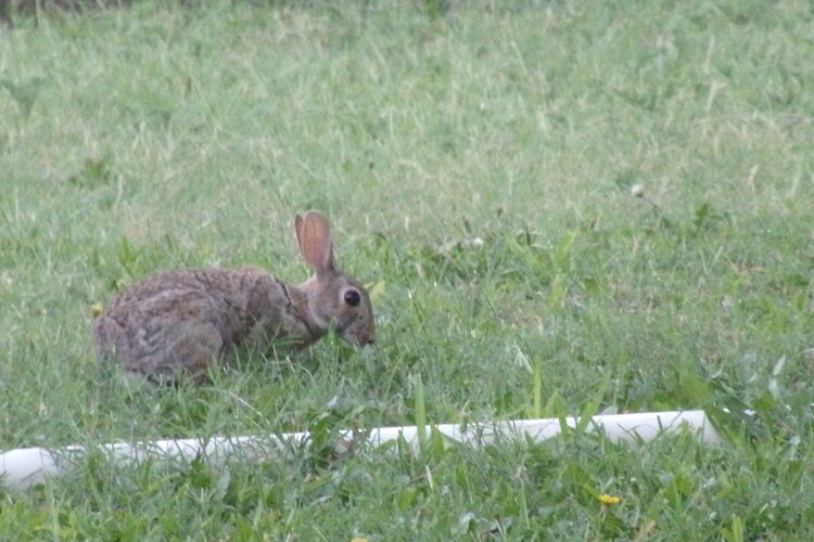 Rabbit Pic #1