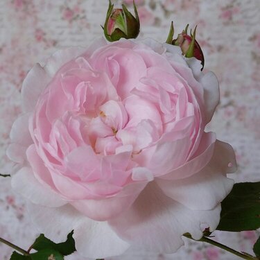 Heritage English rose, with Stamperia paper behind