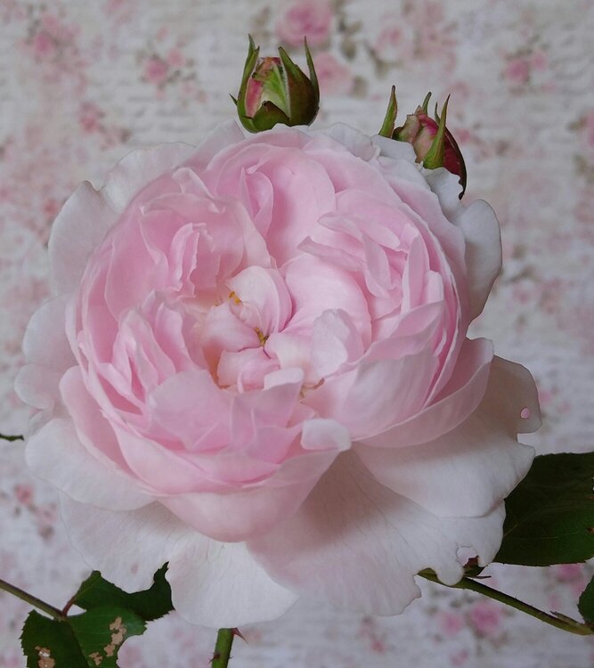Heritage English rose, with Stamperia paper behind