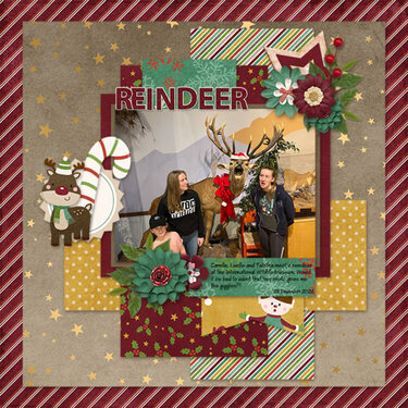 Reindeer