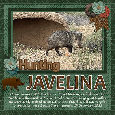 Javelina