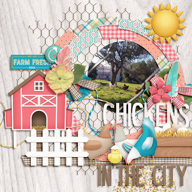 Chickens in the city