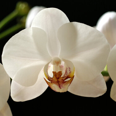 Withe orchid