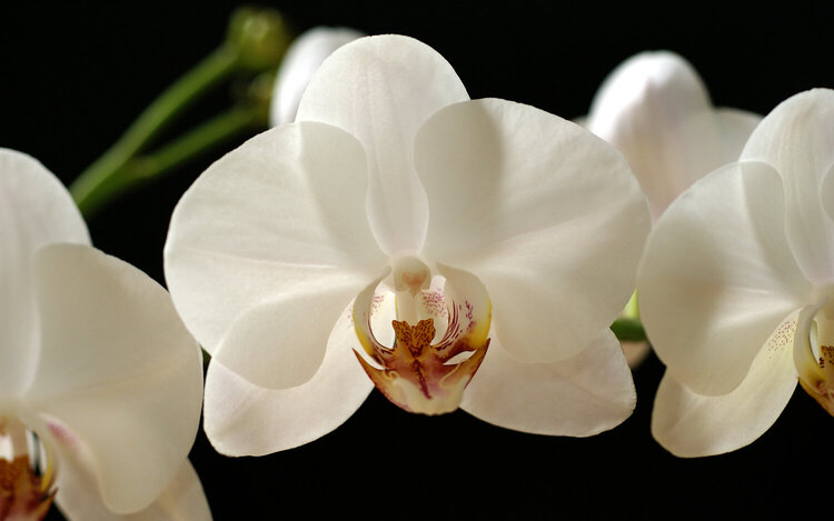 Withe orchid