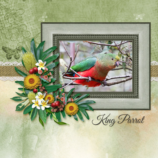 King Parrot