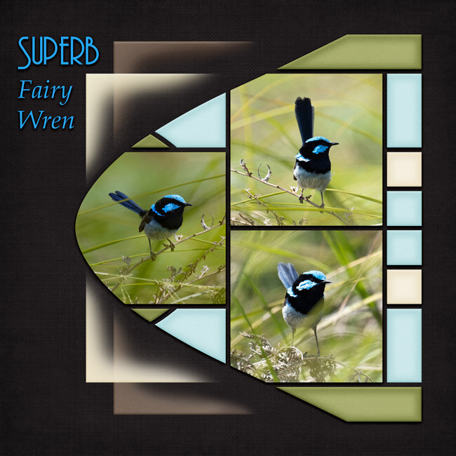 Superb Fairy Wren