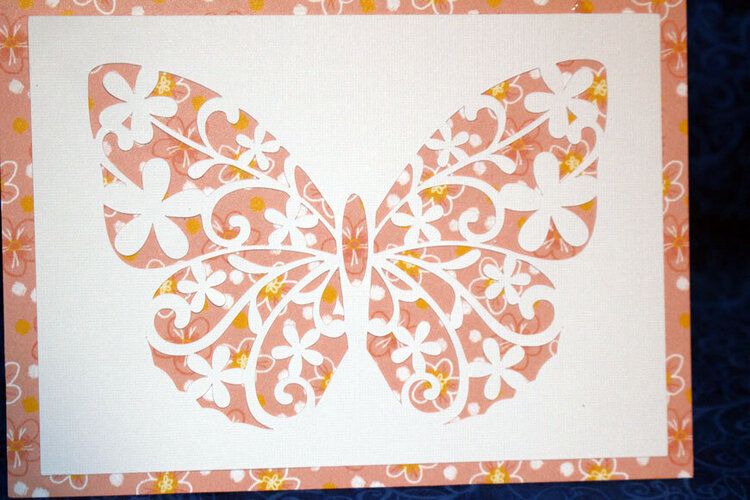 Butterfly Lace in Coral