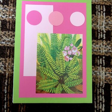 Pink Fern