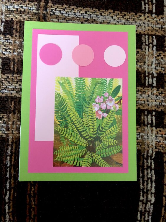 Pink Fern