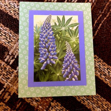 Grape Hyacinth