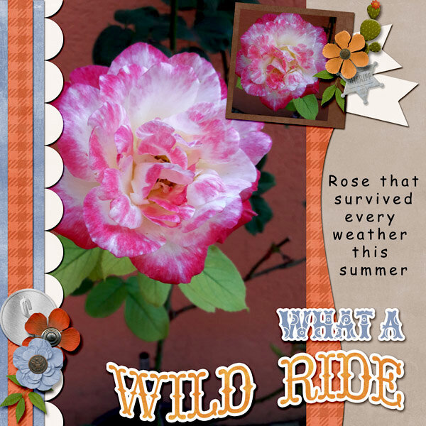 Wild rose