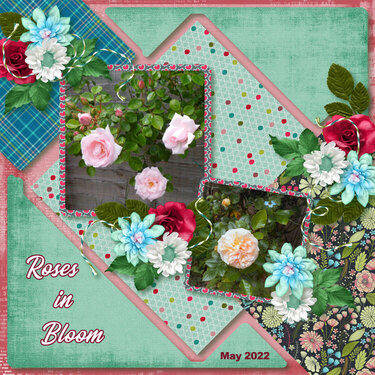 Roses in Bloom