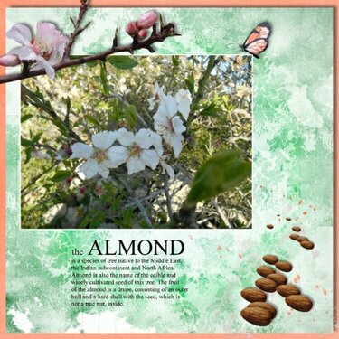 Almond