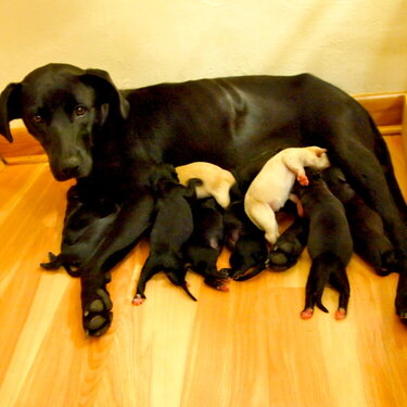 Sweetie and her puppies