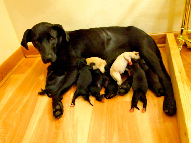 Sweetie and her puppies