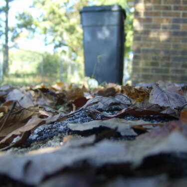 Fallen Leaves (8)