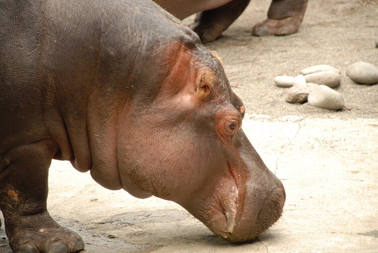 Happy Happy Hippos