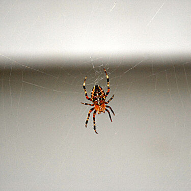 Oct Photo Hunt #17 A Spider &amp; it&#039;s Web 10 points
