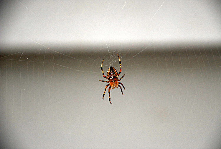 Oct Photo Hunt #17 A Spider &amp; it&#039;s Web 10 points